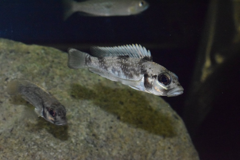 Lamprologus lemairii